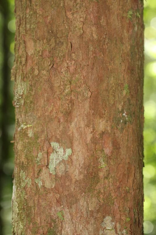 Pouteria brachyandra — houseplant care guide