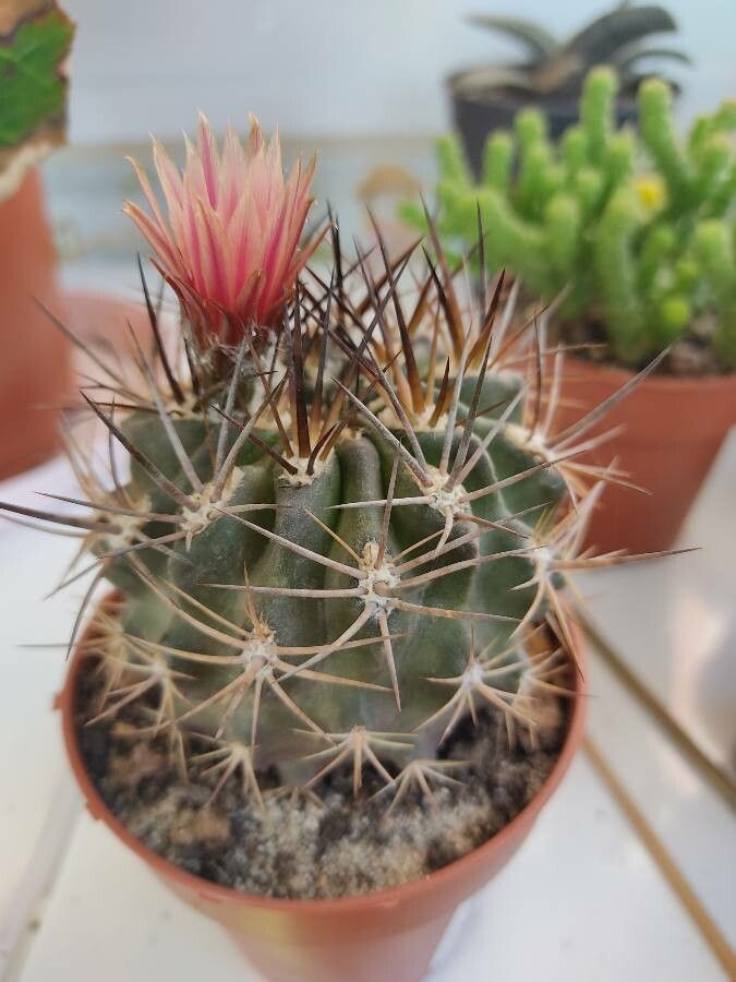 Eriosyce curvispina leaf