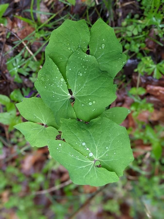 Jeffersonia diphylla — houseplant care guide