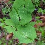 Jeffersonia diphylla