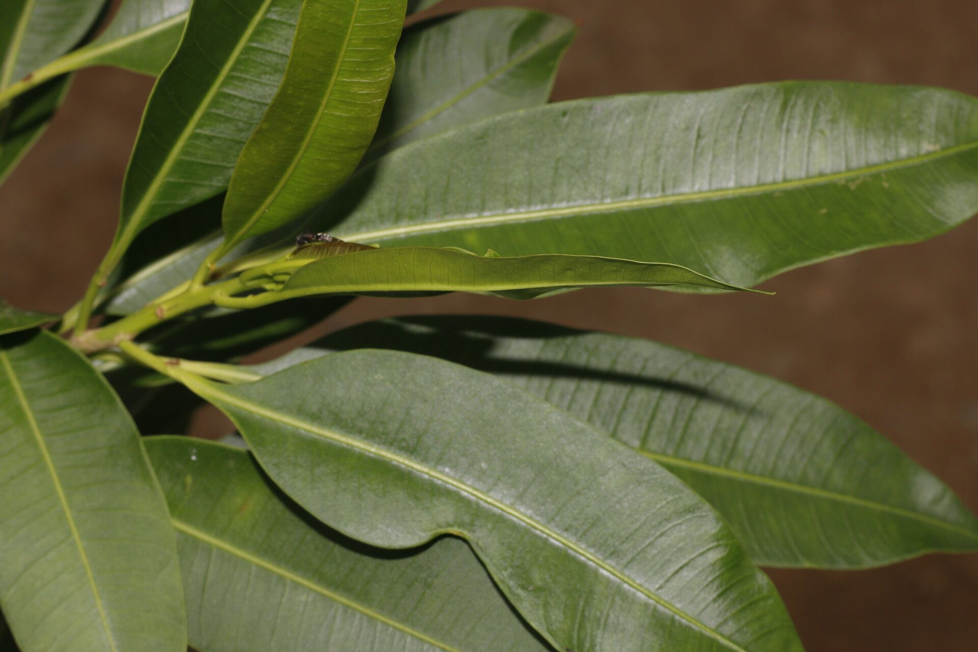 Mortoniella pittieri leaf