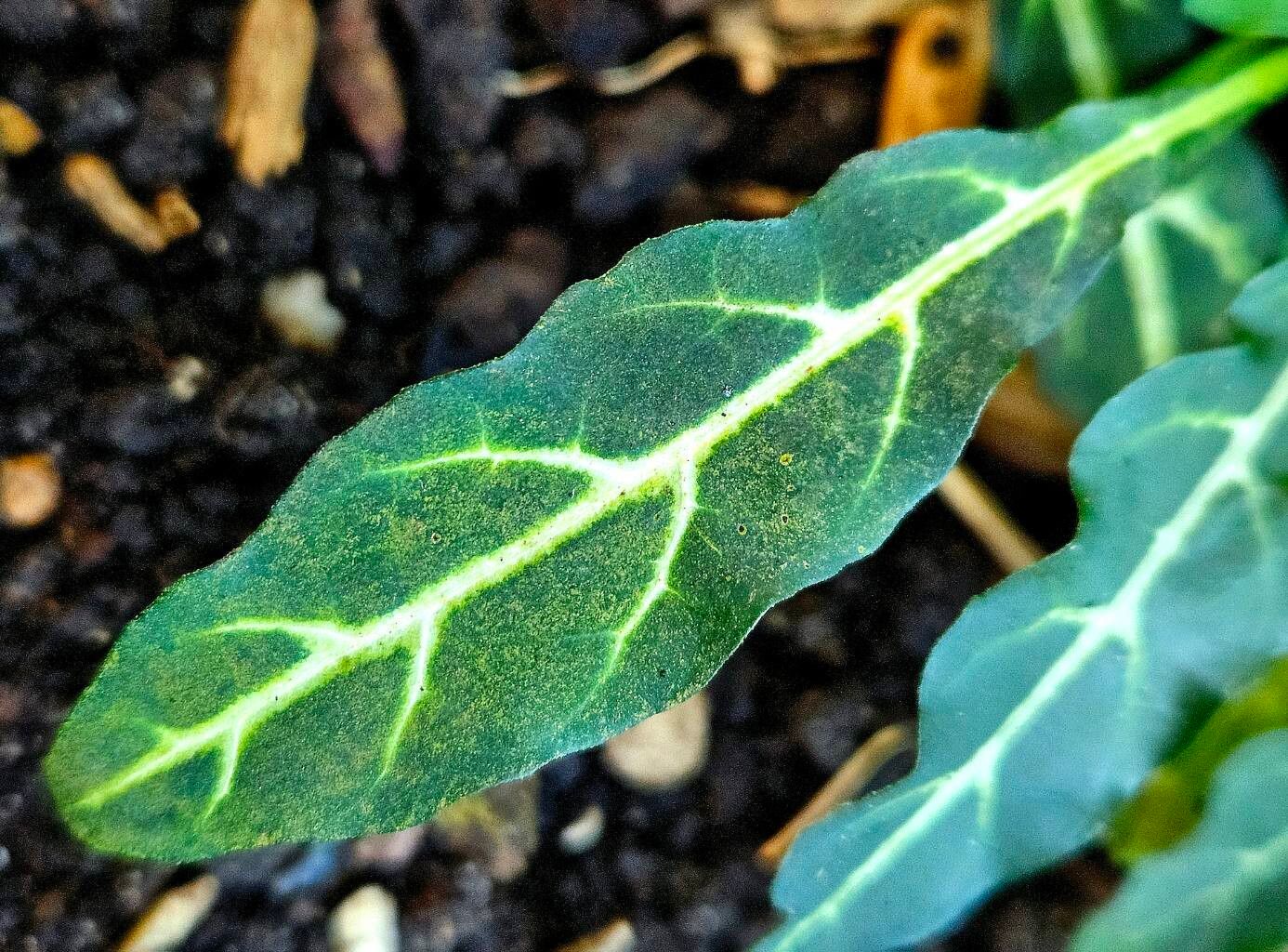 Crossandra pungens — search result for 'Crossandra'