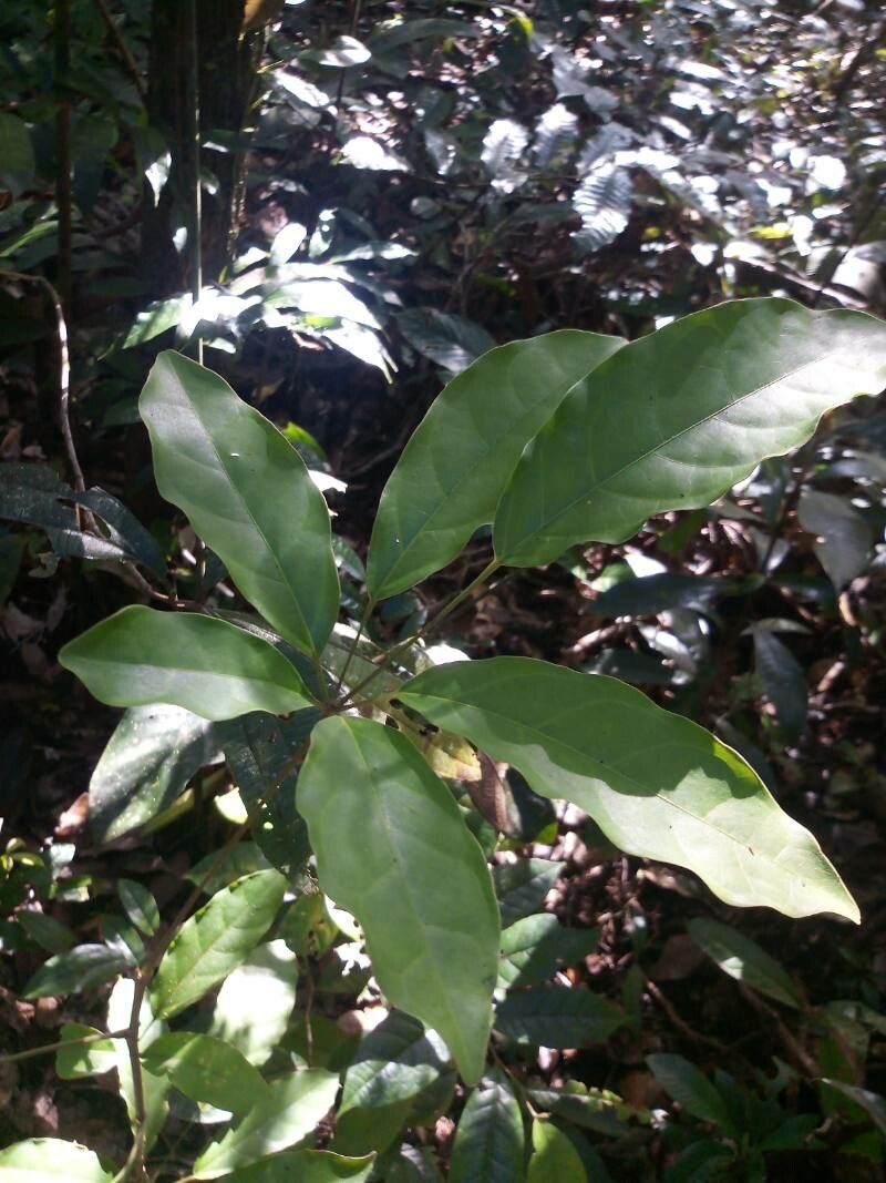 Schefflera decaphylla leaf