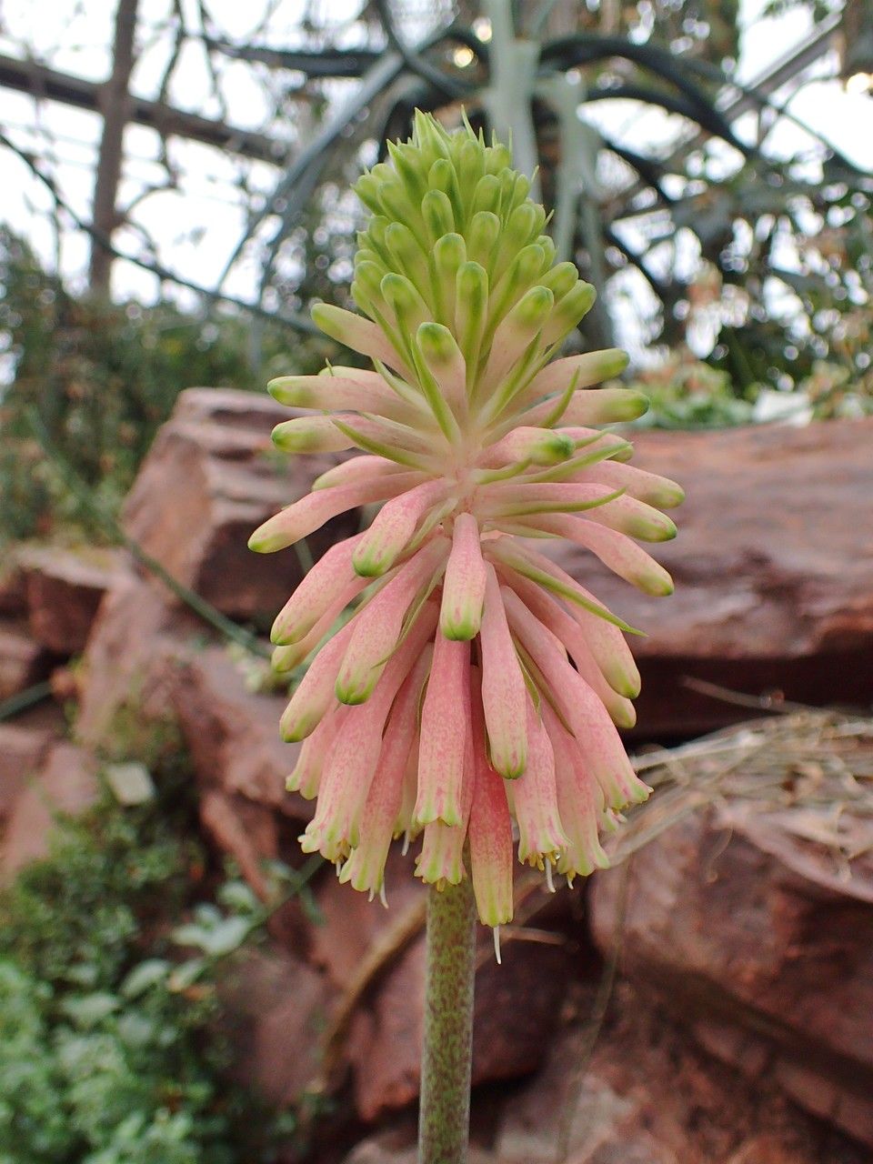 Veltheimia bracteata flower