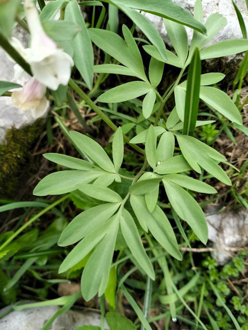 Corydalis blanda — related species from the same genus