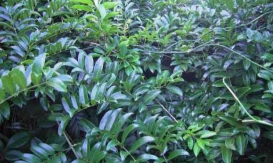 Callerya australis — related species from the same genus