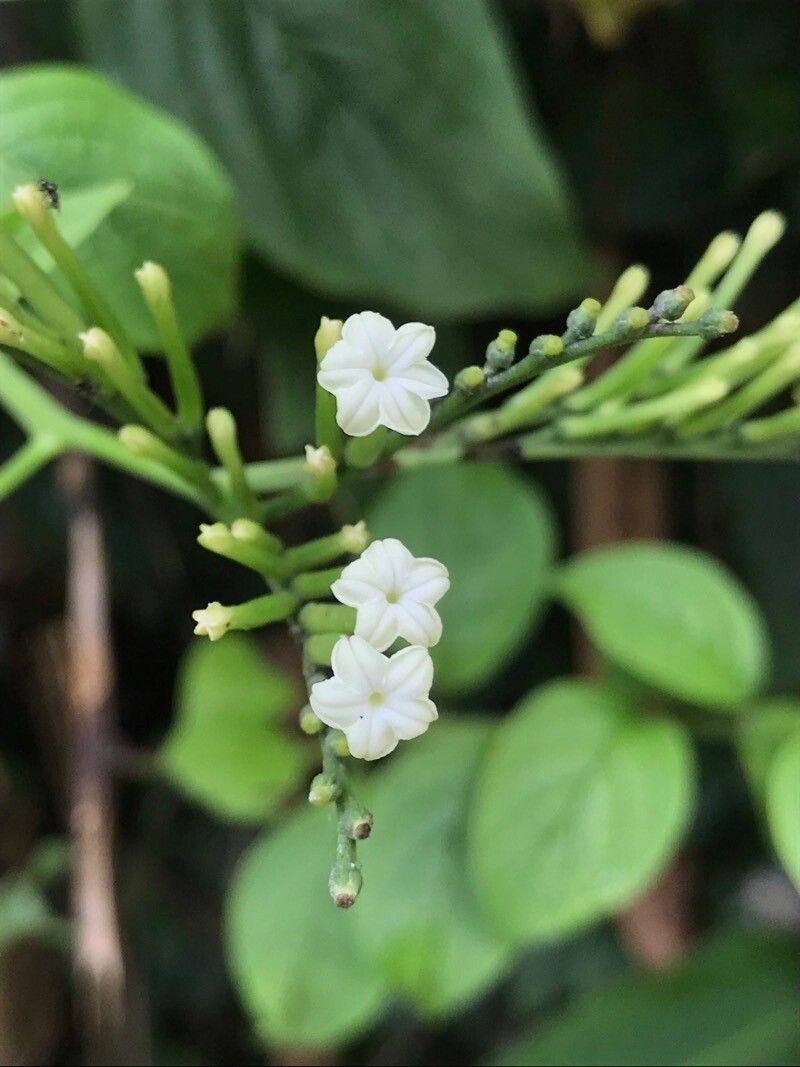 Heliotropium glabrum flower