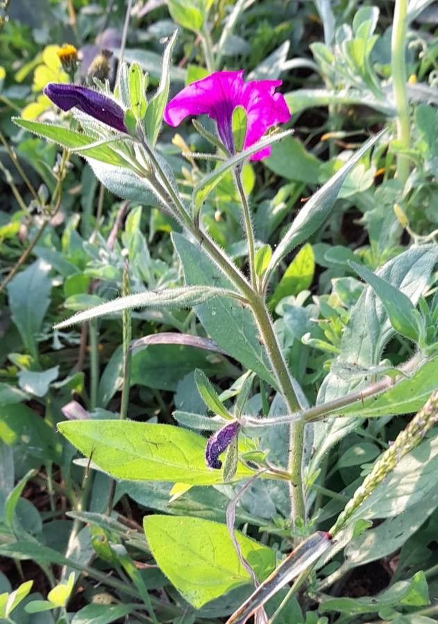 Petunia inflata habit