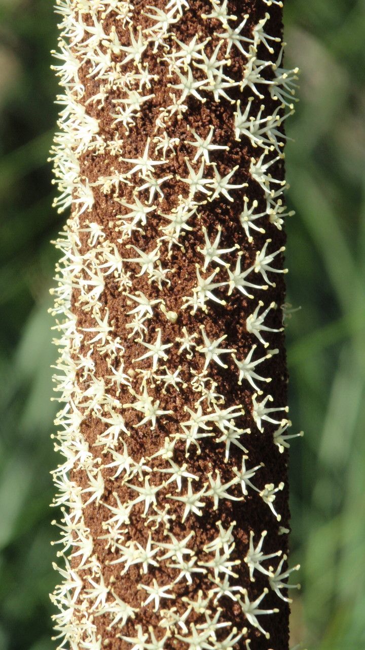 Xanthorrhoea resinosa flower