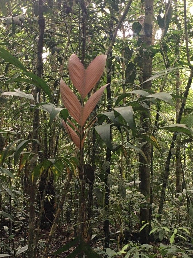 Chamaedorea deckeriana leaf