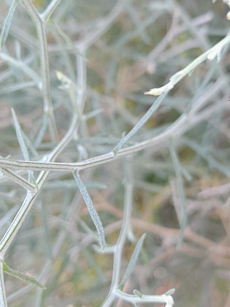 Centaurea intricata — houseplant care guide