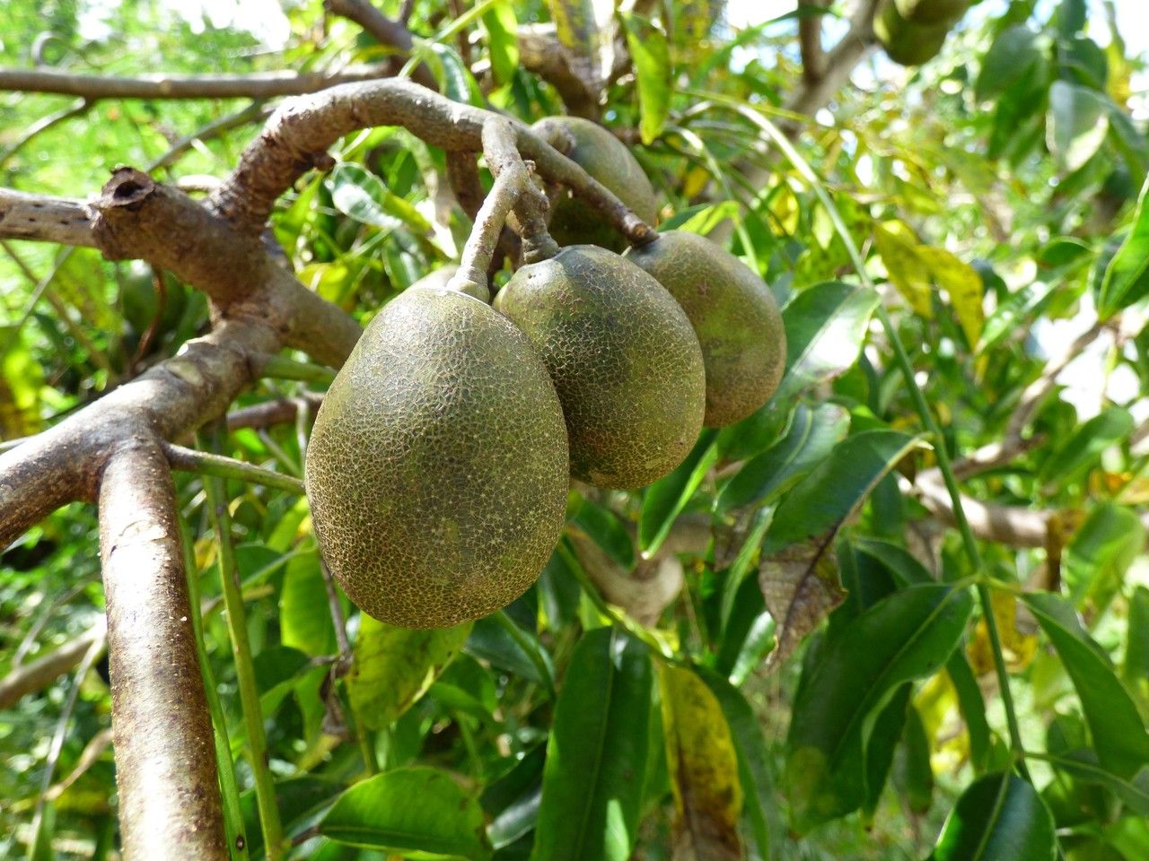 Spondias dulcis fruit