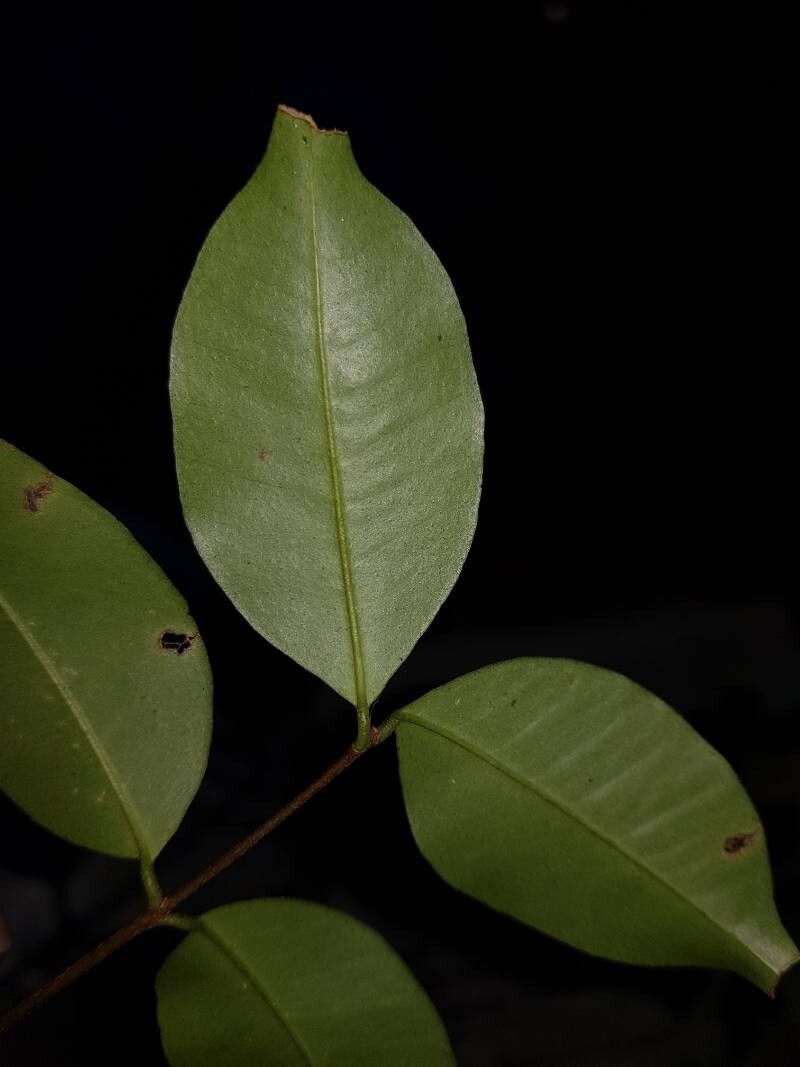 Eugenia costaricensis leaf