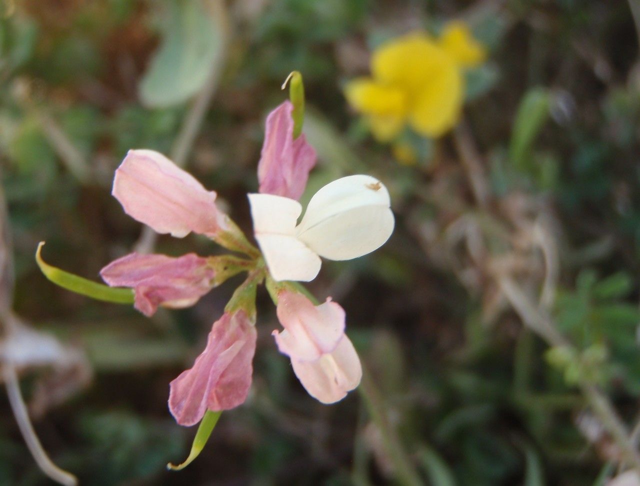 Coronilla cretica flower
