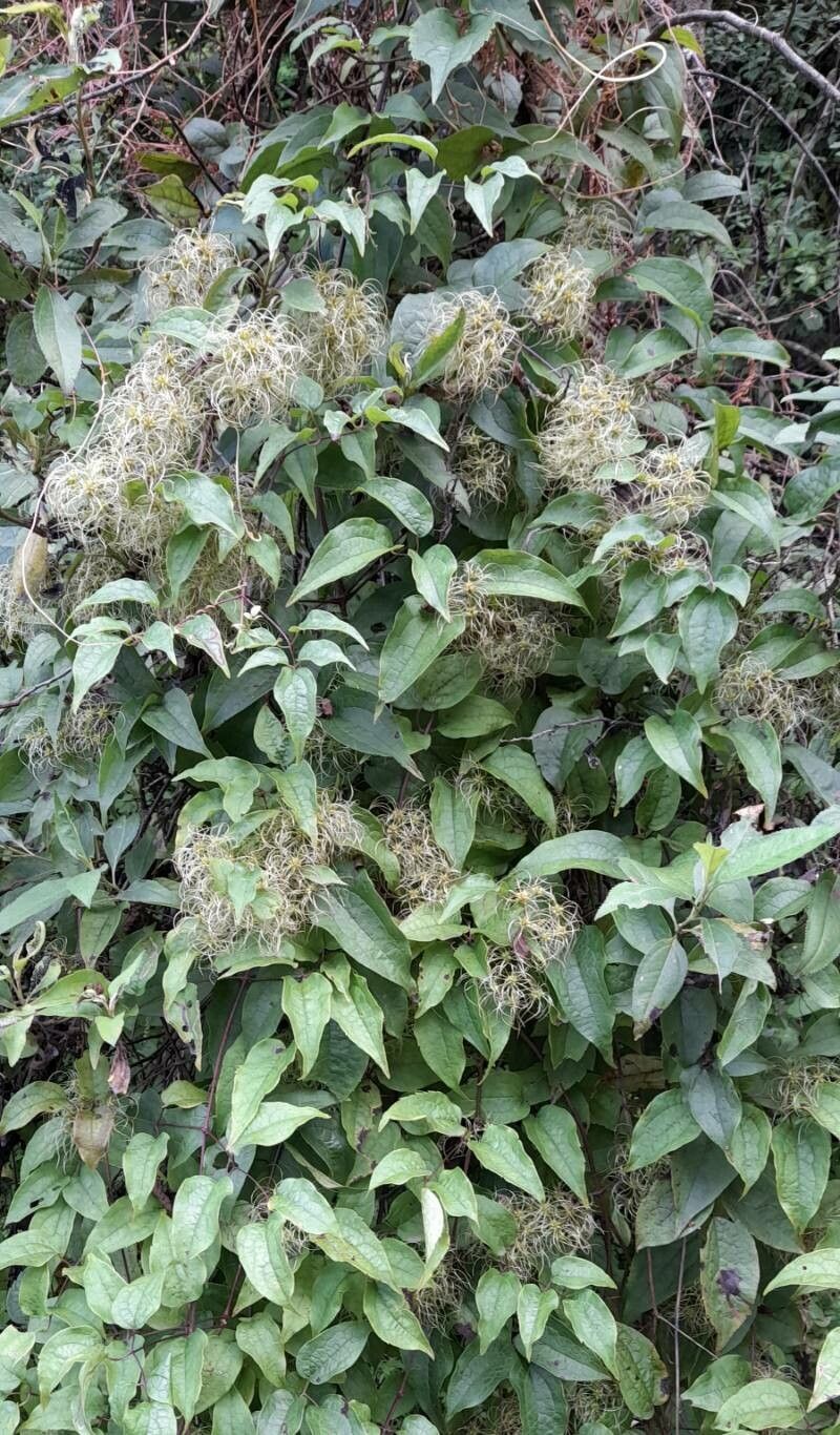 Clematis haenkeana habit