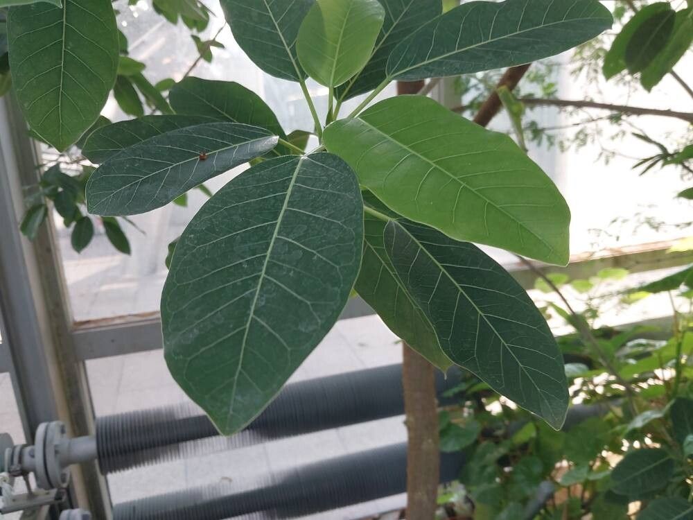 Ficus enormis — houseplant care guide