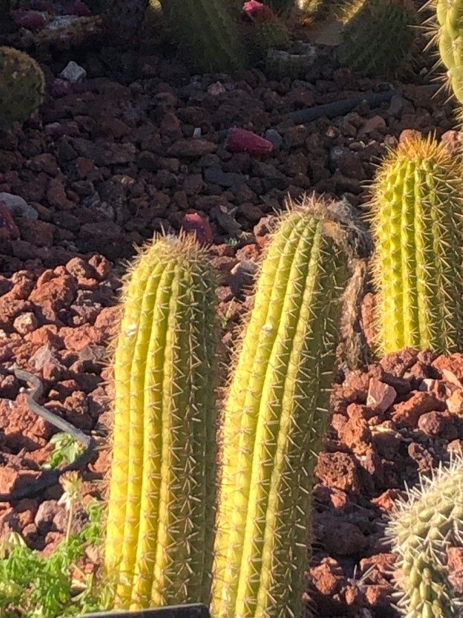Echinopsis angelesiae leaf