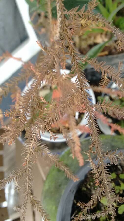 Dacrycarpus dacrydioides habit