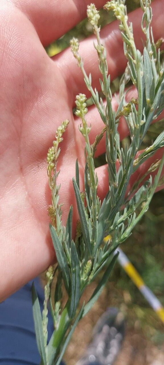 Oligomeris linifolia flower