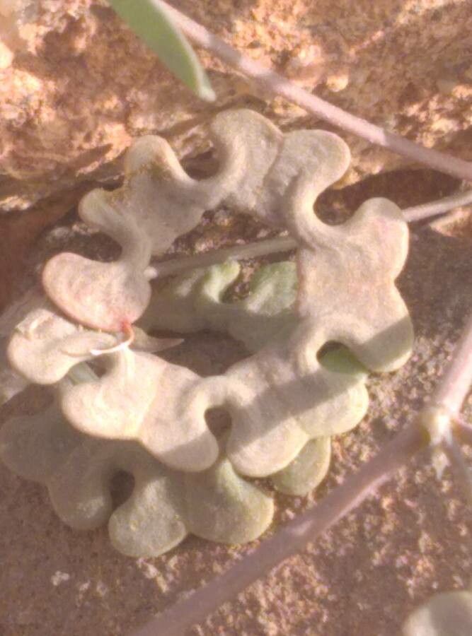 Hippocrepis multisiliquosa fruit