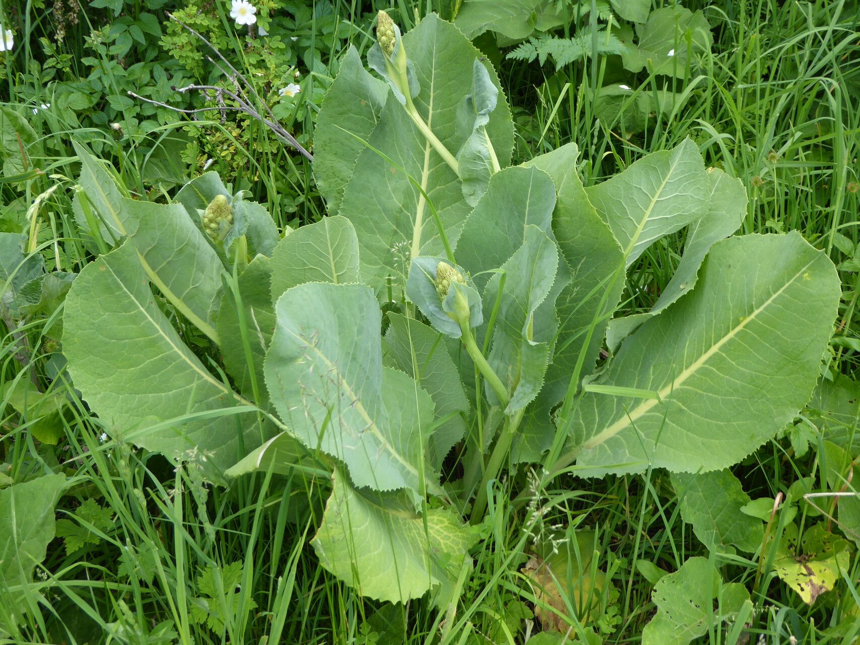 Ligularia macrophylla — search result for 'Ligularia'
