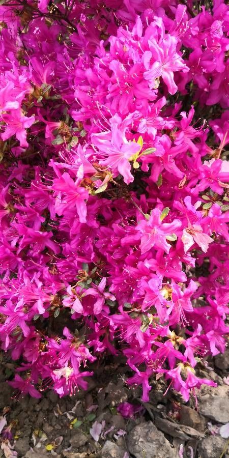 Rhododendron obtusum habit
