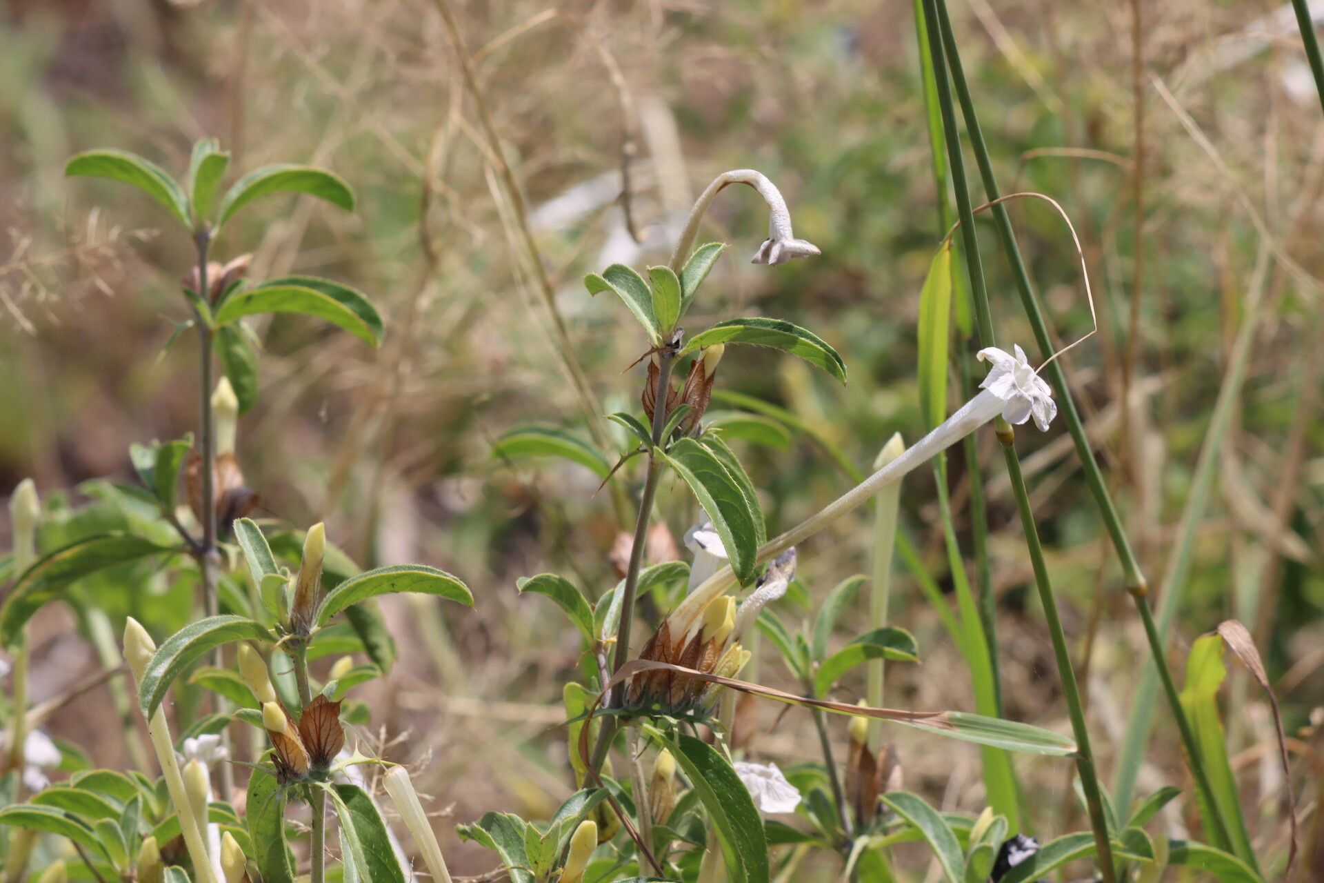Barleria acanthoides flower