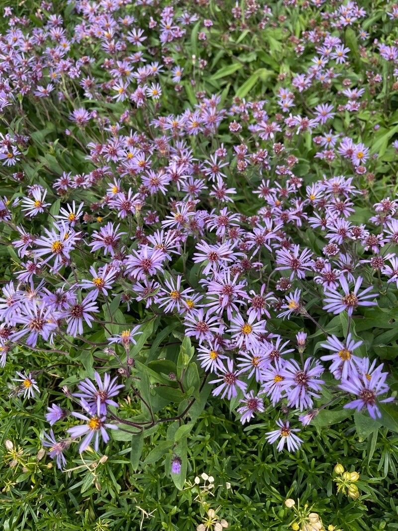 Eurybia sibirica — search result for 'western US'