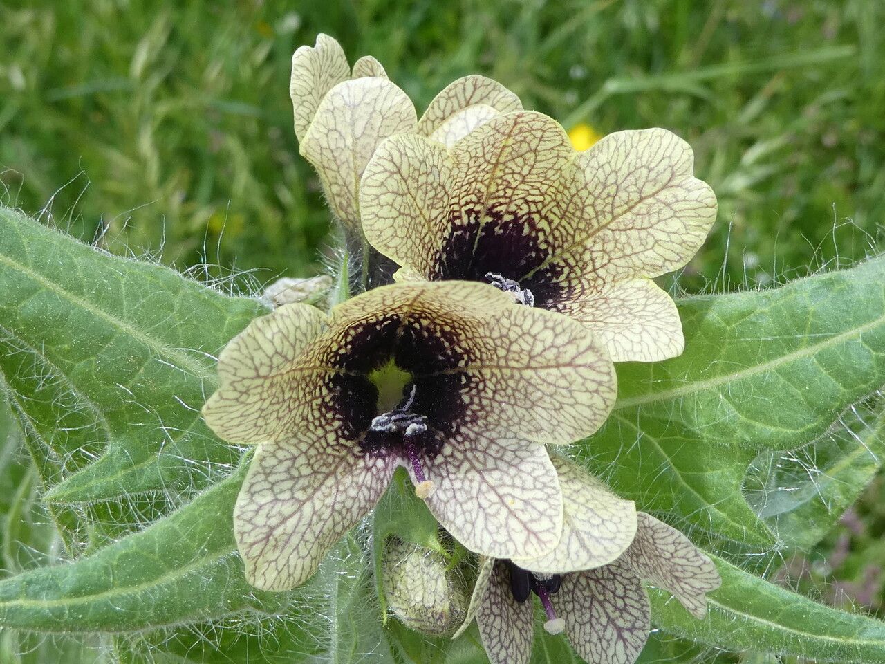 Hyoscyamus niger flower