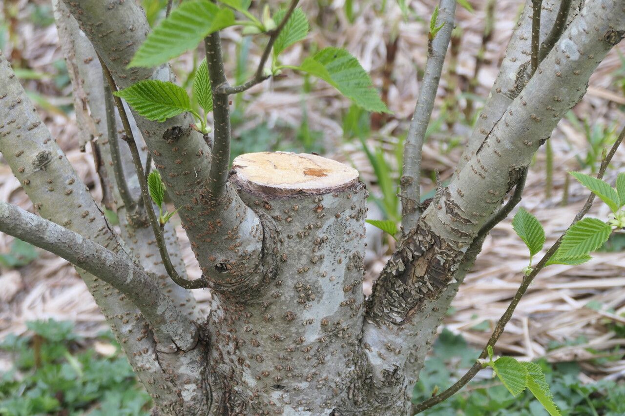 Alnus maximowiczii bark