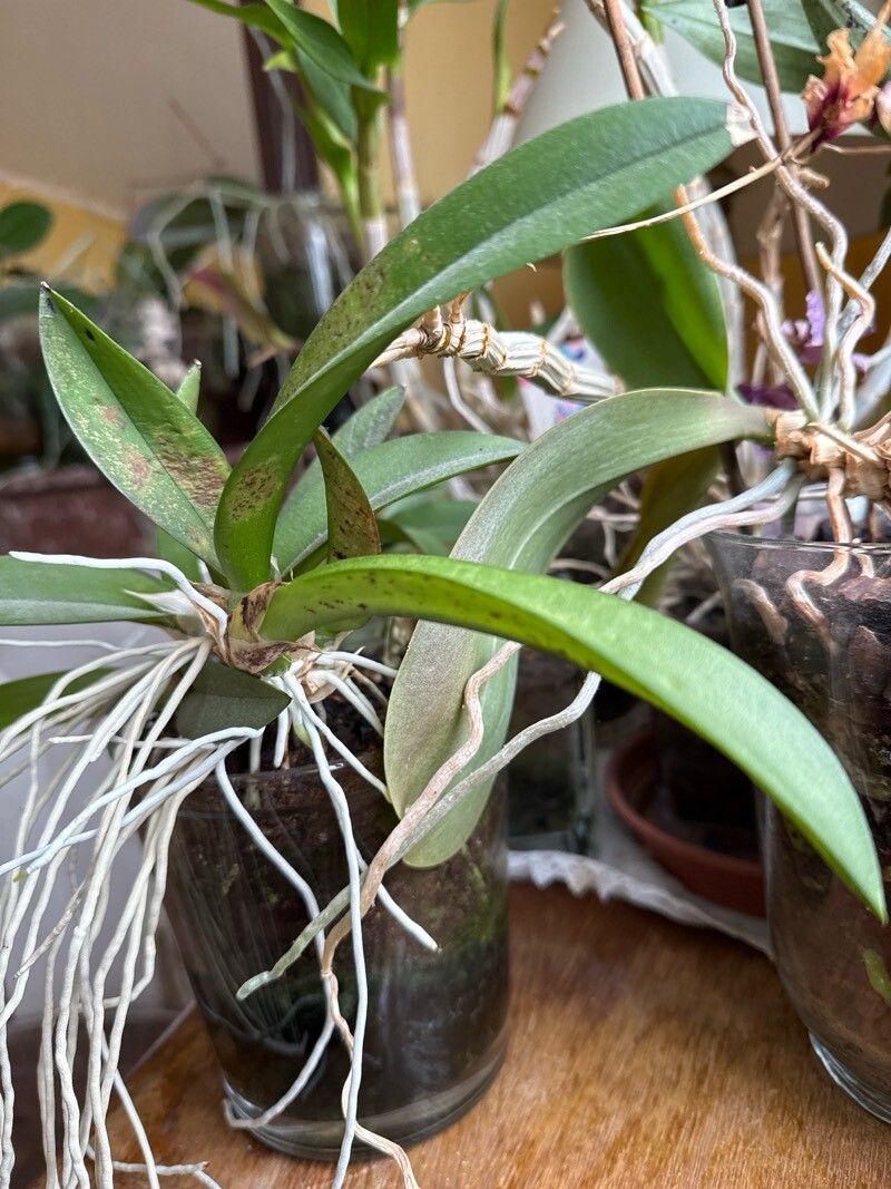 Rodriguezia bracteata leaf