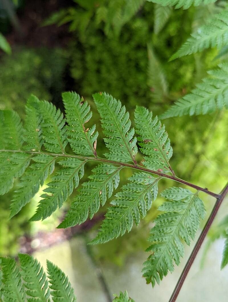 Lastreopsis effusa leaf