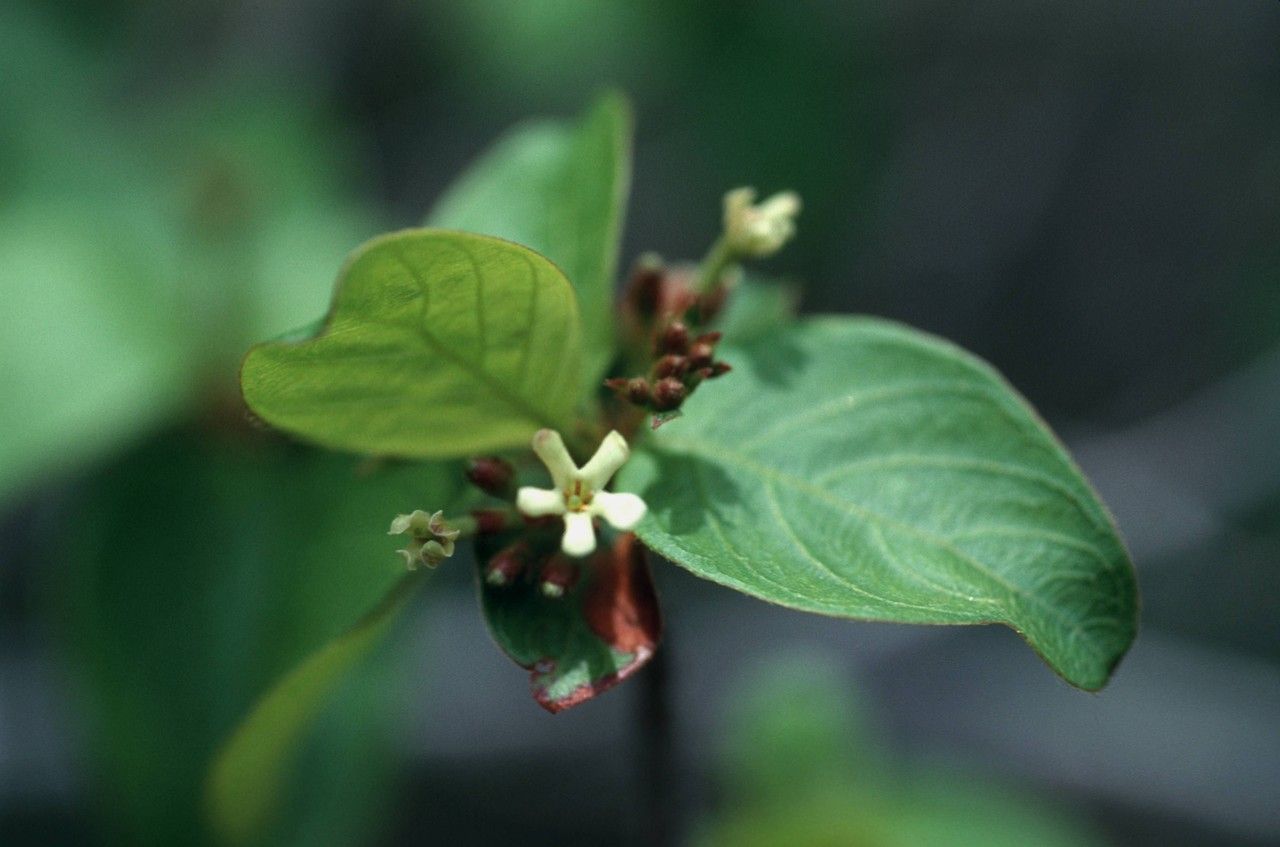 Guettarda elliptica flower