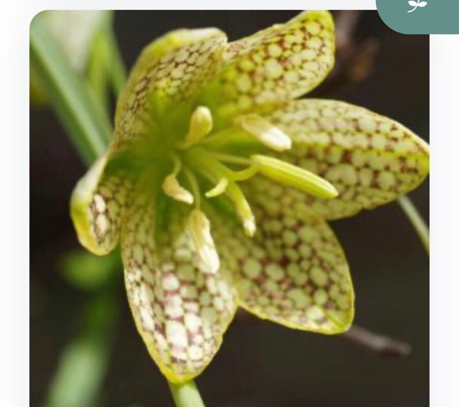 Fritillaria thunbergii — houseplant care guide