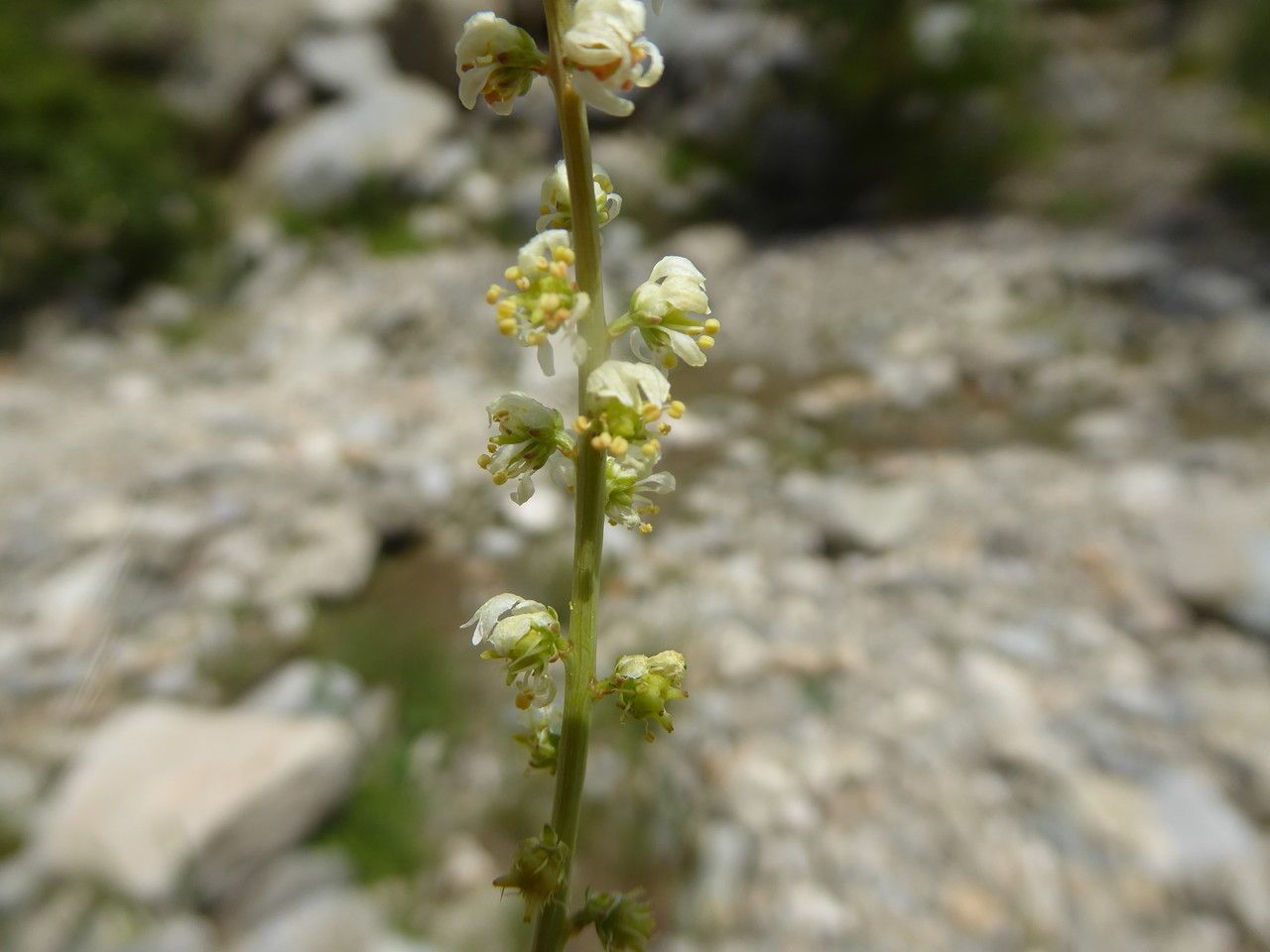 Reseda glauca flower