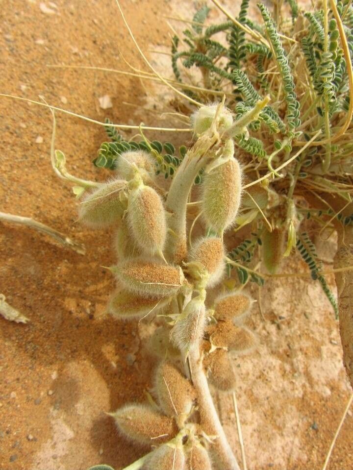Astragalus gombo fruit