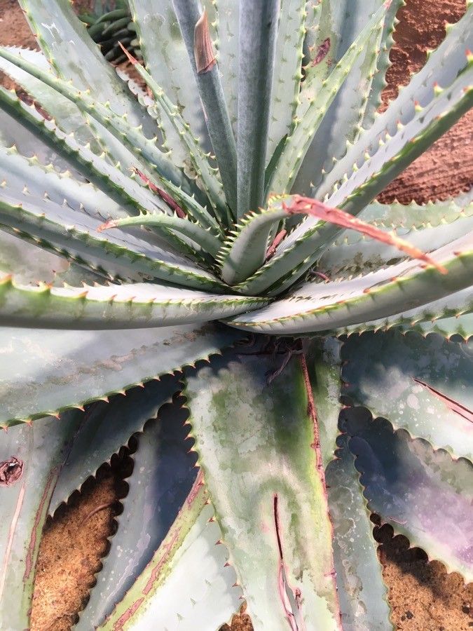Aloe suprafoliata — houseplant care guide