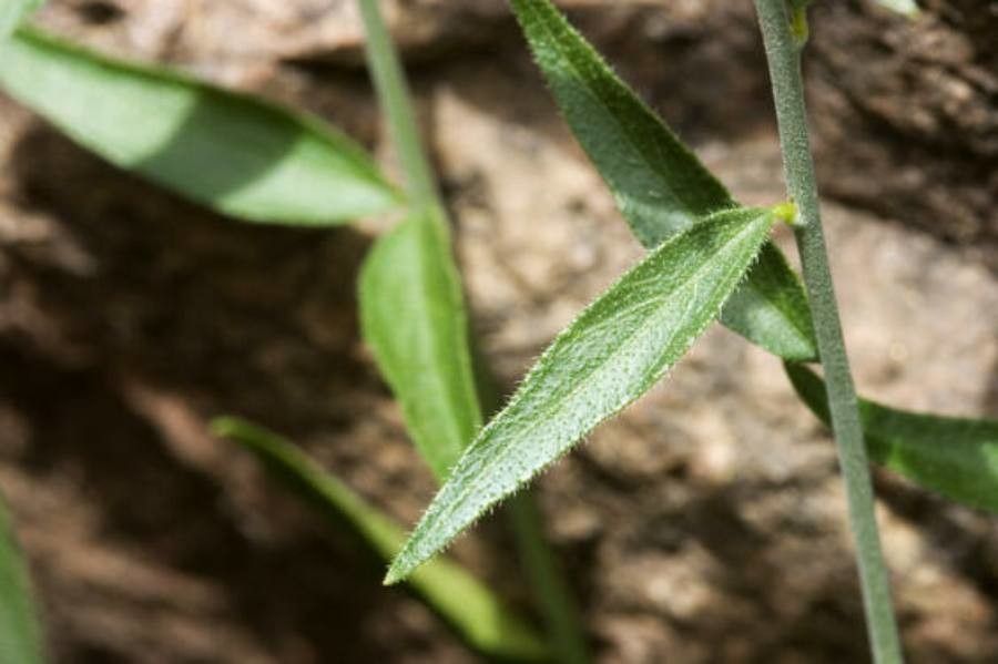 Haplophyton crooksii — houseplant care guide