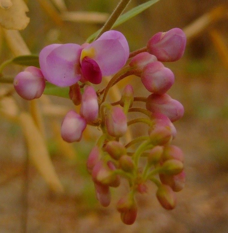 Securidaca longipedunculata flower