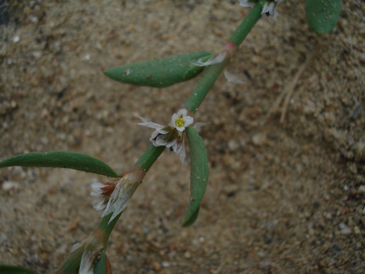 Polygonum raii flower