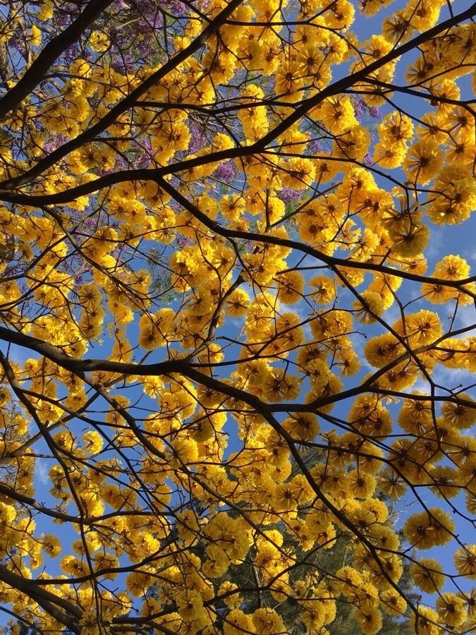 Handroanthus chrysanthus flower