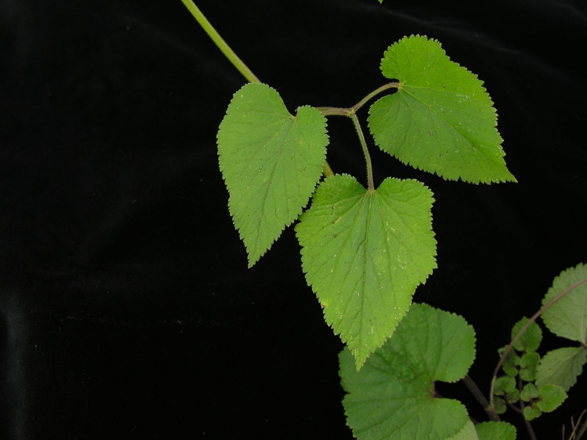 Pimpinella urceolata — search result for 'Pimpinella'