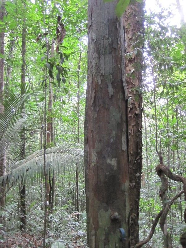 Iryanthera sagotiana habit