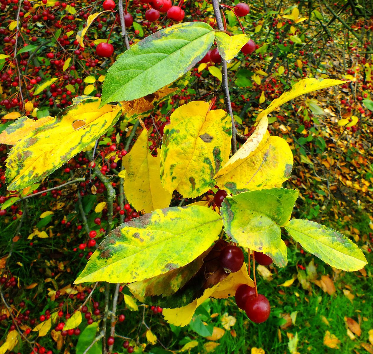 Crataegus persimilis — search result for 'Crataegus'