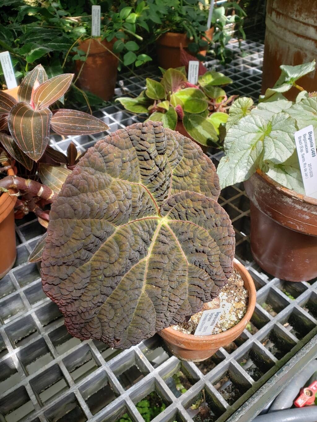 Begonia xanthina — houseplant care guide