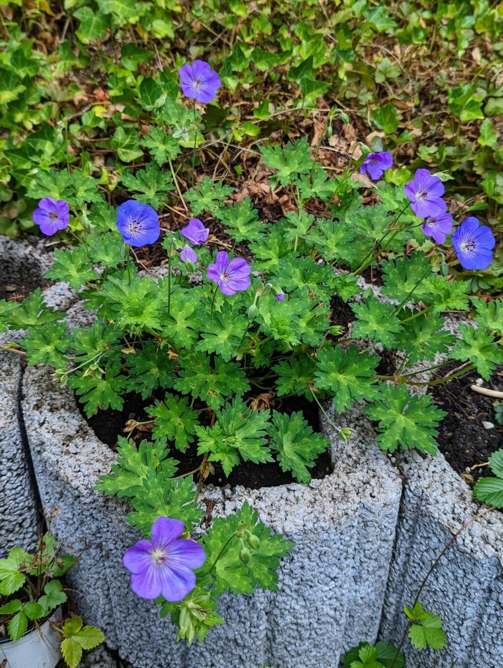 Geranium wallichianum habit