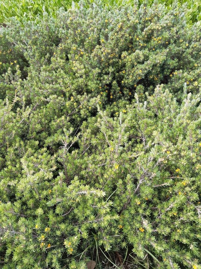 Pultenaea daphnoides habit