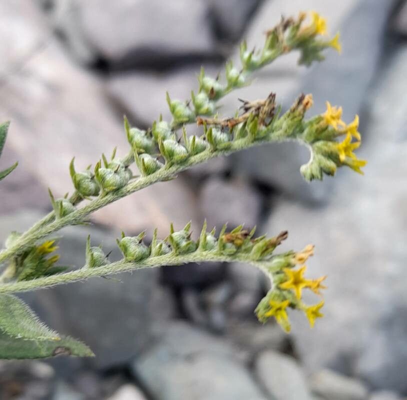 Euploca campestris flower