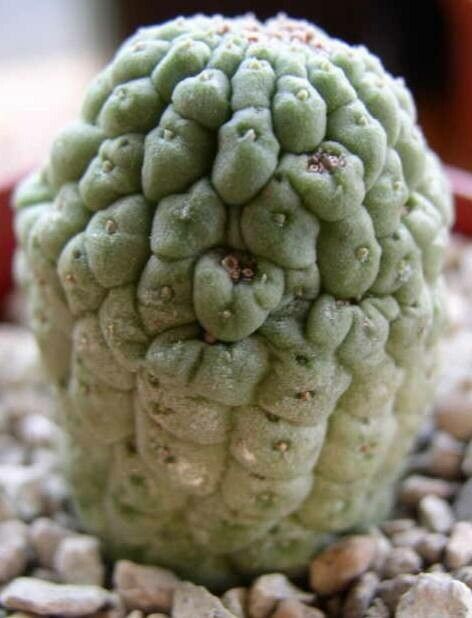 Larryleachia cactiformis habit