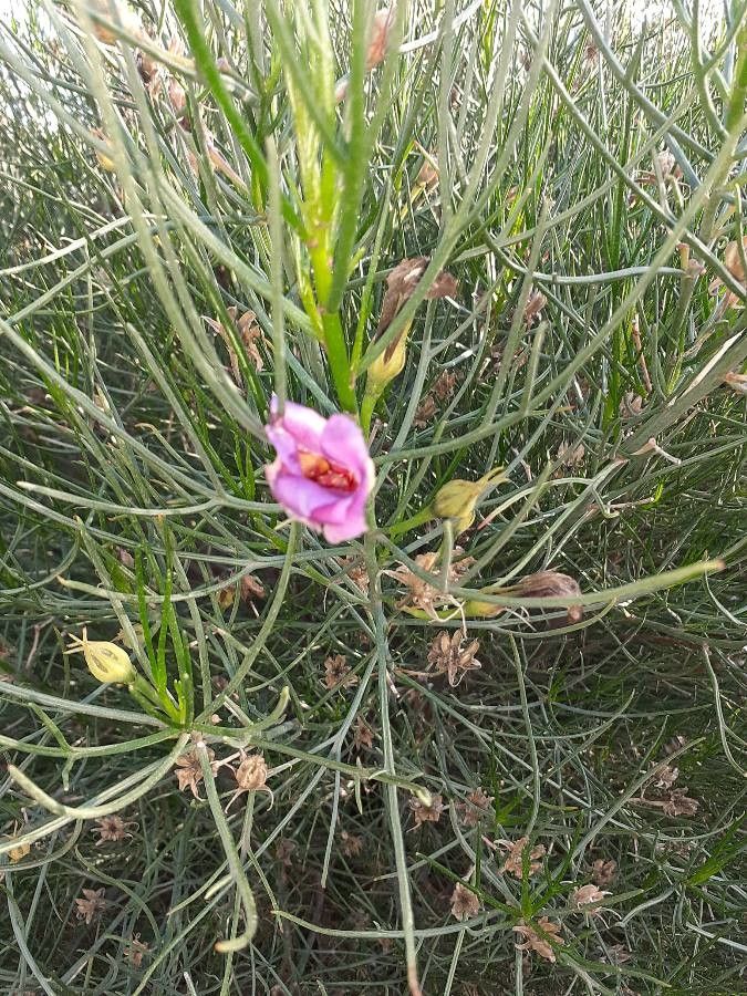 Alyogyne hakeifolia flower